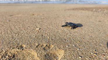 2026'nın ilk caretta yavruları denizle buluştu
