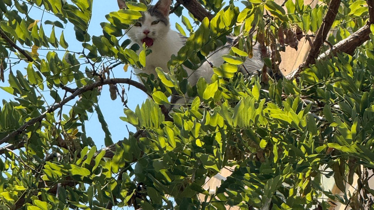 Ağaçta mahsur kalan kedi kurtarıldı