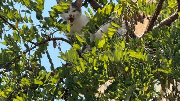 Ağaçta mahsur kalan kedi kurtarıldı