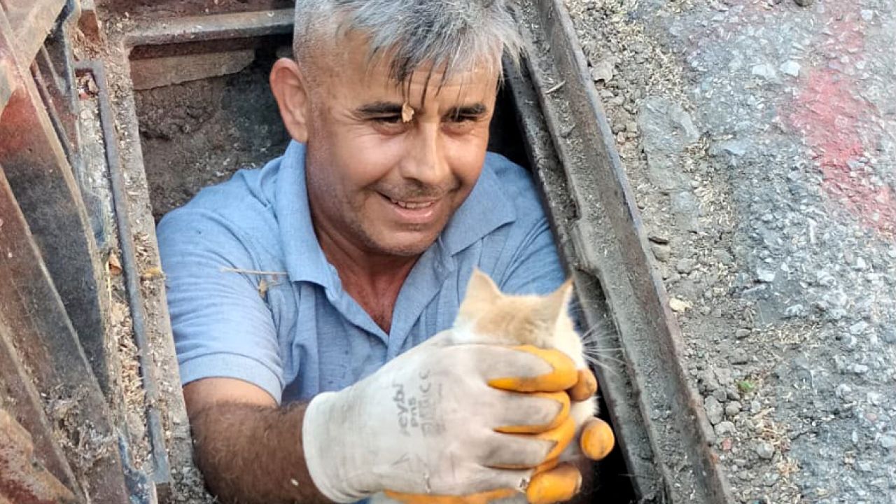 Kanalizasyona düşen kedi kurtarıldı